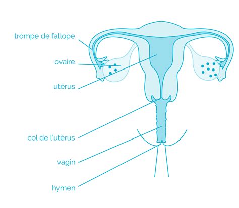 profondeur vagin femme|Quelle est la profondeur moyenne d’un vagin